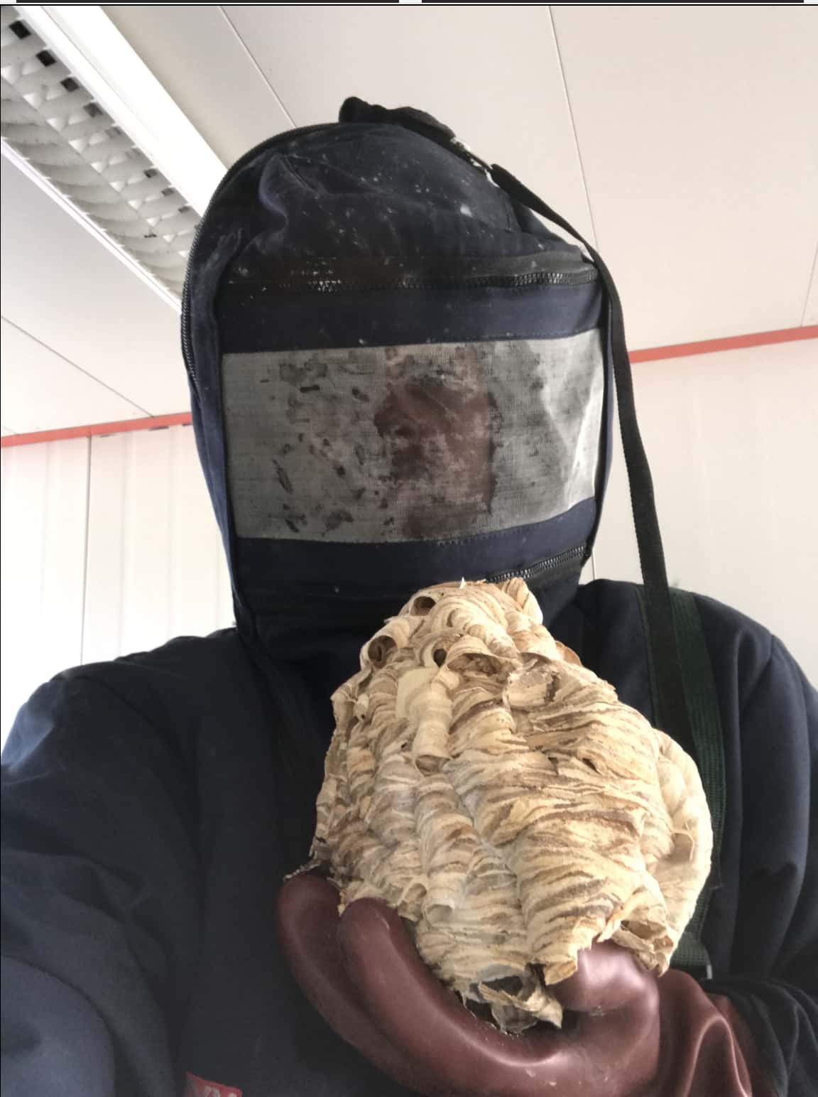 nid-de-frelon-grenoble-saisi